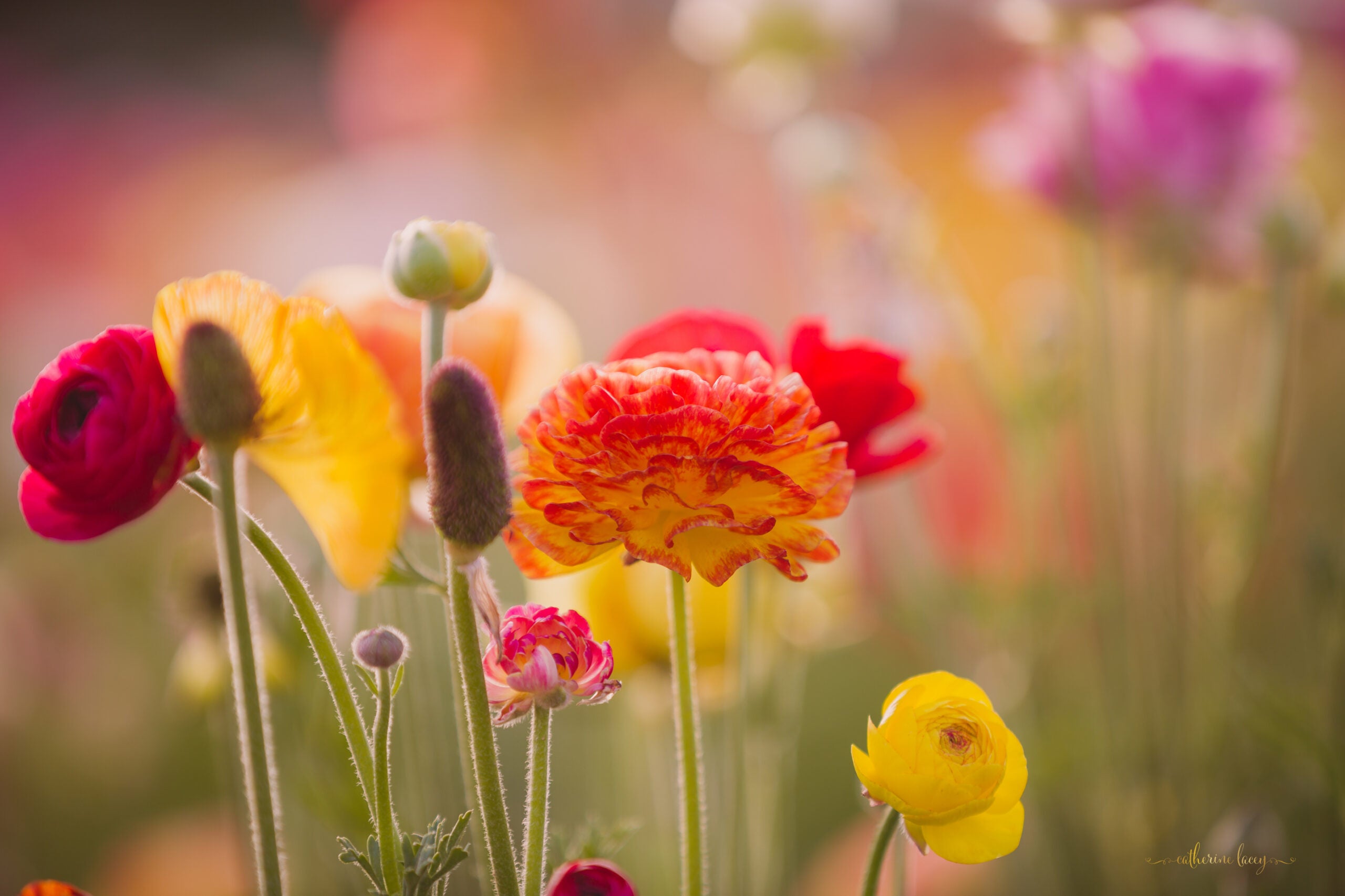 Floral Focus